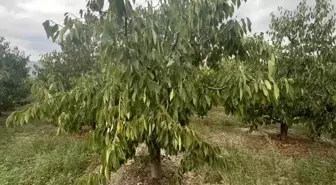 Tokat'ta Don Felaketi Kiraz Üretimini Vurdu