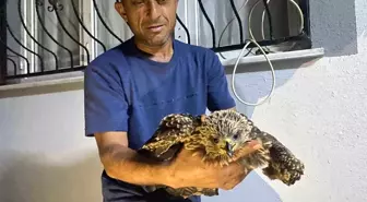 Ali Kötüğ'ün Şahini Kurtarma Hikayesi
