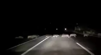 Adıyaman'da Domuz Sürüsüne Çarpma Tehlikesi