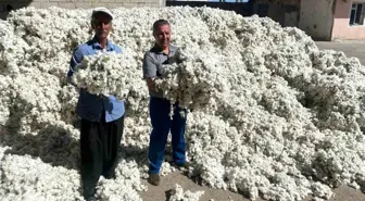 Gaziantep'te Pamuk Hasadı Başladı