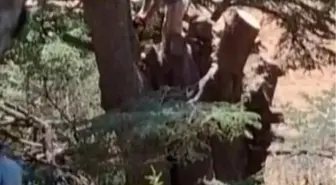 Kahramanmaraş'ta Ağaç Kesimi Yapan İki Kişi Yakalandı