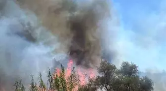 Bodrum'da Sazlık Alanında Yangın, Ekipler Hızla Müdahale Etti