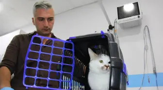 Kedi Depresyonunda Antidepresan Tedavisi