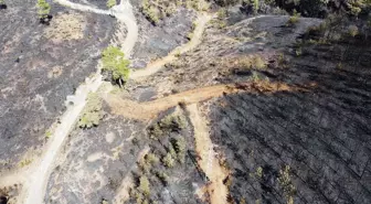 Yeşilliyle hayran bırakan bölgede yürek yakan manzara! Siyaha döndü