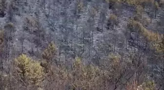 Alanya'da Yangınlar Kontrol Altına Alındı