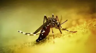 Çin'de Chikungunya Ateşi Nedeniyle Halk Sağlığı Acil Durumu İlan Edildi