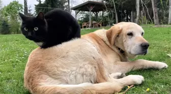 Düzce'de 780,85 Ton Kedi ve Köpek Maması İhracatı Gerçekleşti