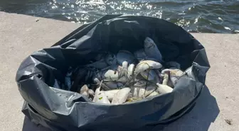 İzmir Körfezi'nde Ölü Balıklar Kıyıya Vurmaya Devam Ediyor