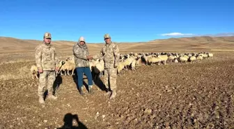 Erzincan'da Kaybolan 300 Koyun Drone ile Bulundu