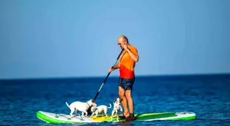Paddle Board Üzerindeki Köpekler Güneşin İlk Işıklarıyla Deniz Keyfi Yaşadı