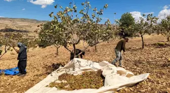 Siirt'te Fıstık Hasadı Aşırı Sıcaklık ve Kuraklık Sebebiyle Zarar Gördü
