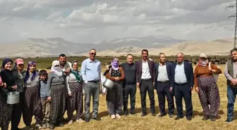 Hakkari'de Şap Hastalığı Kontrol Altına Alındı