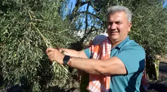 Zeytinyağının AB Tescili İçin Çabalar Devam Ediyor