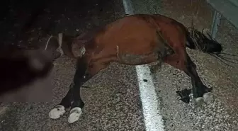 Adıyaman'da Başboş Ata Araç Çarptı, Hayatını Kaybetti