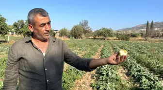 Aydın'ın Enginarı İçin Sanayileşme Çağrısı
