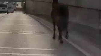 Bursa'da Ana Yolda Başıboş At Tehlike Yarattı