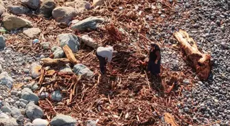 Rize'de Şiddetli Yağışlar Odunları Denize Taşıdı, Vatandaşlar Kışlık Yakacak Topladı