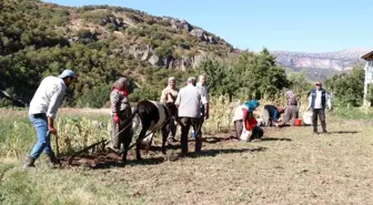 Hadim'de Patates Hasadı Geleneksel Yöntemlerle Devam Ediyor