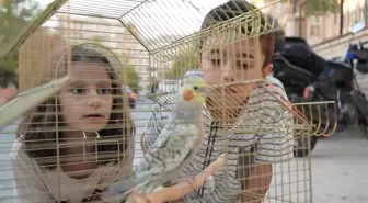 Kaybolan Sultan Papağanı Zeytin Bulundu