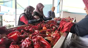 Bursa İnegöl'de Kadınlar Tarafından 1500 Ton Salça Üretilecek