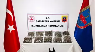 Şanlıurfa'da Uyuşturucu Operasyonu: 7 Kilogram Skunk Ele Geçirildi