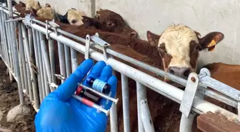 Tekirdağ'da Besilik Danalara Karantina Süreci Başlatıldı