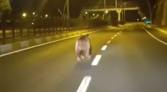Tunceli'de kara yoluna inen bozayı kamerada