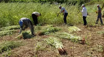 Manavgat'ta Altın Susam Hasadı Başladı