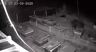 Bolu'da Bozayı Arı Kovanlarına Dadandı: Zarar 60 Bin TL