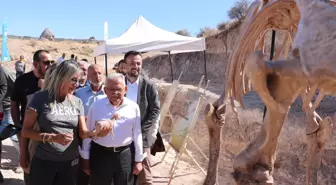 Kayseri'de Hortumgillere Ait Fosil Kafatasları Bulundu