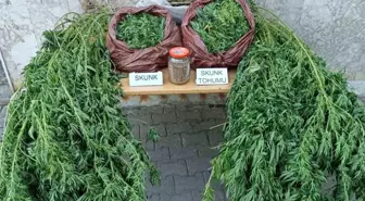 Antalya'da Uyuşturucu Operasyonu: 11,5 Kilo Skunk Ele Geçirildi