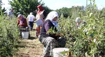 Samsun'da Aronya Hasadı Başladı, Üreticiler Pazar Bulma Sorunu Yaşıyor