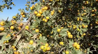 Malatya'da Aşılı Yabani Alıç Hasadı Başladı