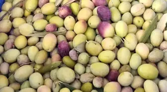 Zeytin Üreticilerine Son Uyarı: Zeytin Sineğine Karşı İlaçlama Şart