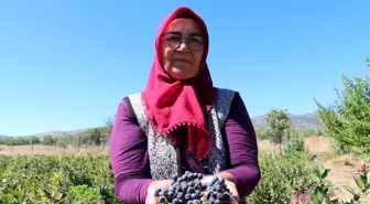 Hastalıklarına Şifa Arayan Kadın, Aronya Meyvesi Yetiştiriyor