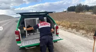 Bilecik'te Yaralı Atmaca Kurtarıldı