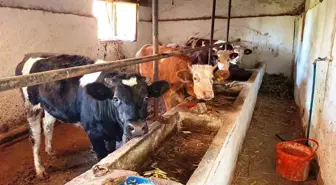 Hisarcık ilçesinde şap karantinası