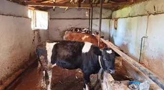 Küçükbaşlarda Şap Hastalığı Tespit Edildi, Hisarcık'ta Karantina Uygulaması Başlatıldı