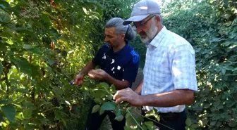 Malatya'da Üzümsü Meyve Üretimi Artıyor