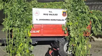 Muş'ta Kenevir Operasyonu: 2 Binden Fazla Kök Ele Geçirildi