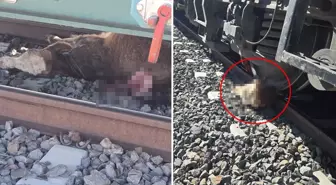 'Sahtekar' dedikleri müteahhit köylüleri perişan etti: Tarım ve hayvancılık yapamaz hale geldik
