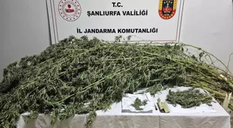 Şanlıurfa'da Uyuşturucu Operasyonu: 330 Gram Esrar ve 21 Kök Kenevir Ele Geçirildi