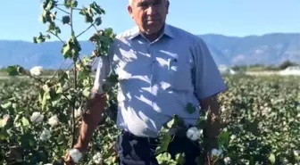 Söke'de Pamuk Hasadı Başladı, Üreticinin Umutları Sönüyor