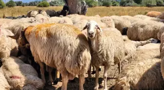 Tunceli'de Şap Hastalığına İlişkin Hayvan Hareket Kısıtlamaları Kaldırıldı