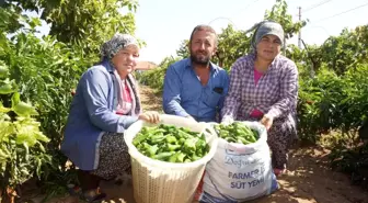 Sarıgöl'de Ata Tohumuyla Yetiştirilen Biberler Yok Olma Tehlikesiyle Karşı Karşıya
