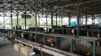 Eskişehir'de Hayvan Pazarı Şap Hastalığı Nedeniyle Kapatıldı