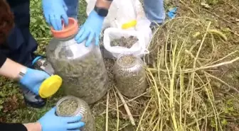 Samsun'da Fındık Bahçesinde Uyuşturucu Operasyonu: 10 Kilo Esrar Ele Geçirildi