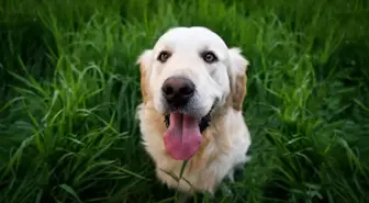 İtalya'nın Bolzano kentinde turistlerden köpek vergisi alınacak