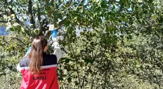 Ordu'da Kahverengi Kokarca ile Mücadele Devam Ediyor