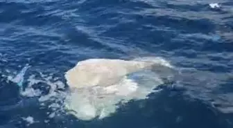 Amasra'da Deniz Yüzeyinde Plastik ve Evsel Atık Kirliliği